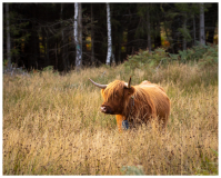 FOD-COW_SMALL