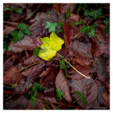 Forest-Of-Dean-Floorscape_Small