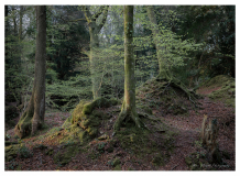 Forest-of-Dean-Lydney-Scowles1_small