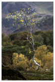 Holme_Fell_route_2_small