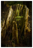 Lone_tree_log-small