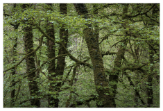 Lydford_Gorge1_small