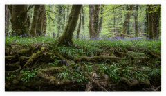 Lydford_Gorge_2_small