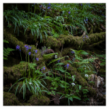 Lydford_Gorge_4_small