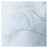 Standish_Wood_small