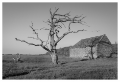 porlock_Salt_Marsh_tree_barn_small