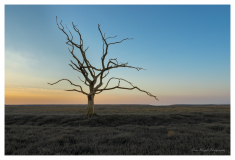porlock_salt_marsh_lonely_tree_2_small